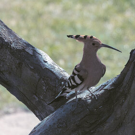 ���� (�����).